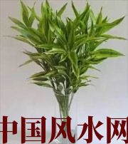 海南十二生肖养什么植物最旺财运？你知道吗！